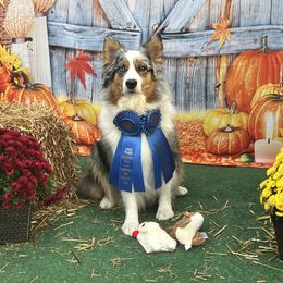 Nyteri - Australian Shepherd