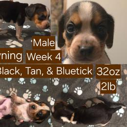 Browning Brown Male - Black tan and bluetick male Beagle puppy in Bemidji, Minnesota from Nse Farms Beagles