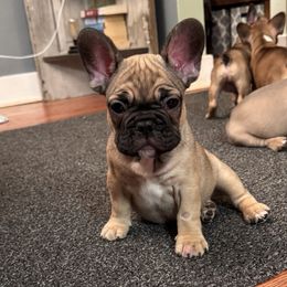 Gerald - 4 week photo - French Bulldog puppy from Dirty Paws Breeding