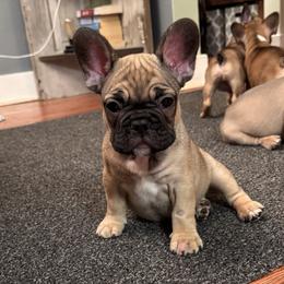 Gerald - 4 week photo - French Bulldog puppy from Dirty Paws Breeding