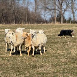 Bull - Tri-color male Border Collie puppy in Lexington, Kentucky from 3-Ring Farms