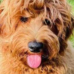 Chip - Australian Labradoodle