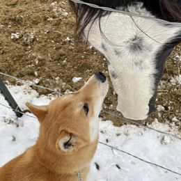 Shiba Inu from Schwindt Shiba’s