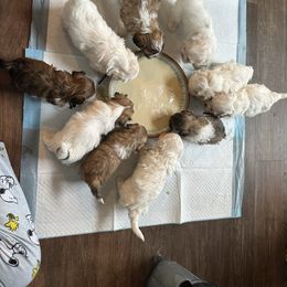 Camilla - Brown and white female Shichon puppy in Kent, Washington from Mad Hatter Farm