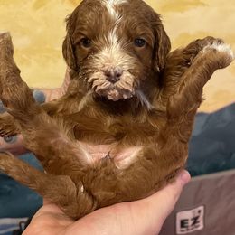 Australian Labradoodle Puppies from Lazy Mountain Labradoodles