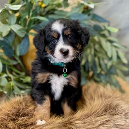 Cruella DeVille : Villain from 101 Dalmatians - Black tri-color female Assorted Doodle Crosses puppy in Randolph, Utah from Dry Canyon Pups