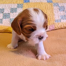 Cavalier King Charles Spaniel Puppies from Poor Ridge Ranch