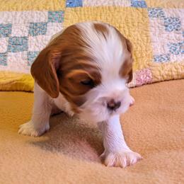 Cavalier King Charles Spaniel Puppies from Poor Ridge Ranch