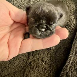 Buddy - Black male Brussels Griffon puppy in Durant, Oklahoma from Trademark Brussels Griffon