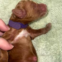 Samuel - Red  male Goldendoodle puppy in Pasadena, Texas from Toledo Creek Doodles