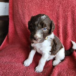 Nova - White and seal female Bordoodle puppy in New Oxford, Pennsylvania from The Weekend Farm