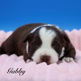 Gabby - Red tri female Miniature Australian Shepherd puppy in Weeki Wachee, Florida from Arlington's Mini Aussies