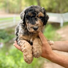 Red Sox - Blue merle female Bernedoodle puppy in Thatcher, New Mexico from Brush Fire Doodles