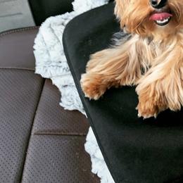 Ozzie - Yorkshire Terrier