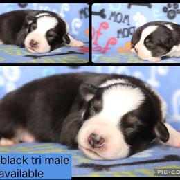 Luigi - Black tri-color male Australian Shepherd puppy in Squaw Valley, California from A&M Australian Shepherds