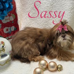 Sassy - Tricolor female Shih Tzu puppy in Ocala, Florida from Mimi's Shih-tzus of Ocala