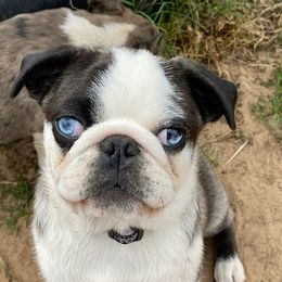 Gooby - Pug