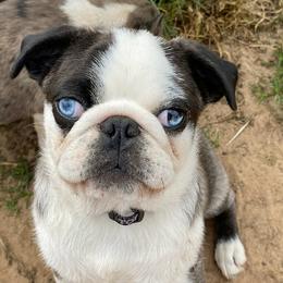 Gooby - Pug