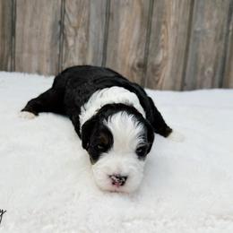 Valley - Tri-color female Bernedoodle puppy in Wamego, Kansas from Doodles of Oz