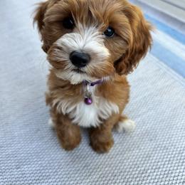 Cavalier King Charles Spaniel and Cavapoo Puppies from God Speed Paws