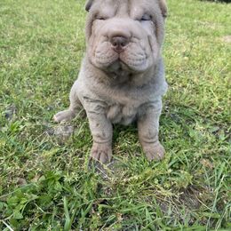 Girl 1 - Lilac dilute Chinese Shar-Pei puppy in Wadesboro, North Carolina from Peis R Us
