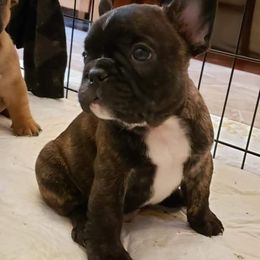 French Bulldog Puppies from Dana Riotte