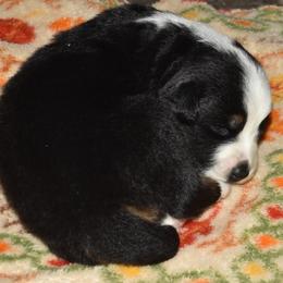 Orange - Black & white female Australian Shepherd puppy in Bloomfield, New York from Wayward Trails Kennel