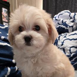 Buttercup - Cream female Maltipoo puppy in Brooksville, Florida from DeVall Maltipoos