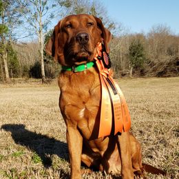 Parker - Labrador Retriever