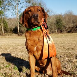 Parker - Labrador Retriever