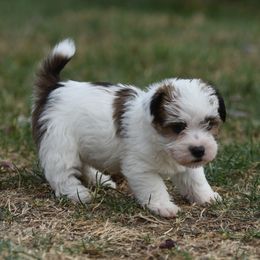 Pia Boy 1 - White and tan male Russell Terrier puppy in Middletown, Virginia from DBF Russell Terriers
