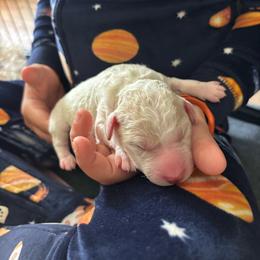 Bubbles - Yellow and white male Bernedoodle puppy in Sparrows Point, Maryland from Rosie’s Puppies
