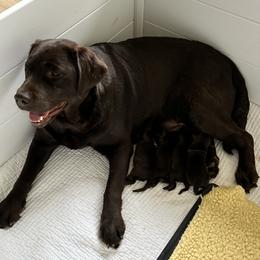 Labrador Retriever puppies from Patton Premier Labs