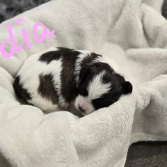 Lydia - Black and white female Shichon puppy in Bradford, Ohio from Ted E. Bear Patch