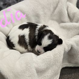 Lydia - Black and white female Shichon puppy in Bradford, Ohio from Ted E. Bear Patch