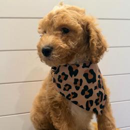 Pink collar - Apricot female Goldendoodle puppy in San Augustine, Texas from Vintage Doodles