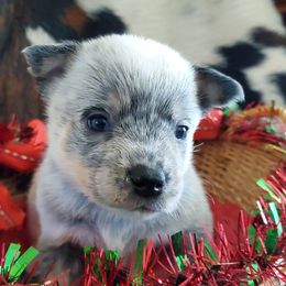 Eyeliner plain - Blue mottled female Australian Cattle Dog puppy in Lenoir, North Carolina from Blue Coyote Ranch