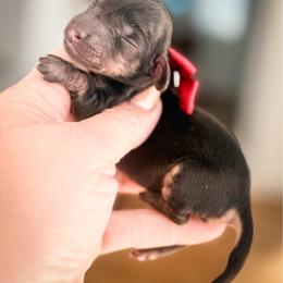 Panda - Black and cream female Dachshund puppy in Bremen, Georgia from Doodles & Doxies