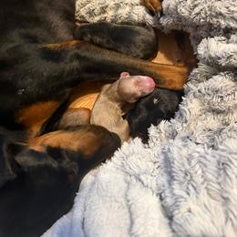 Denver - Black and rust male Doberman Pinscher puppy in Buffalo, New York from NY Dobermans