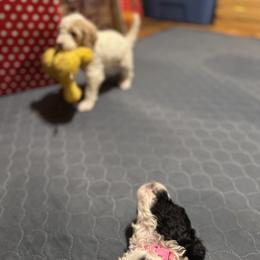 Bernedoodle and Double Doodle Puppies from ETX Dandy Doodle