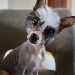 Chinese Crested Puppies from Alvarez Chinese Crested