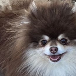 Snickers - Pomeranian