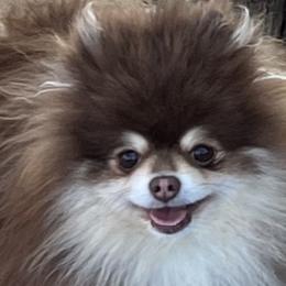 Snickers - Pomeranian