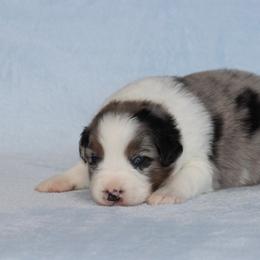 Remington - Blue merle male Australian Shepherd puppy in Circleville, Utah from Canyon Creek Aussies