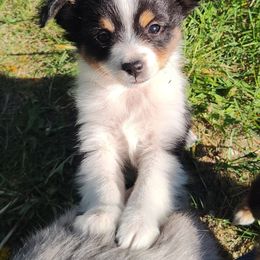 Toy Australian Shepherd Puppies from SLASH SEVEN Toy Aussies