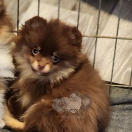 Girl 1 - Pomeranian puppy from BCW POMERANIANS