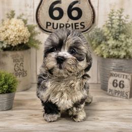 Shihpoo puppies from Route 66 Poodles & Doodles, Sapphire Shih-tzu's of Ohio