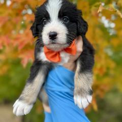 Assorted Doodle Crosses, Aussiedoodle, Australian Mountain Doodle, and Miniature Australian Shepherd Puppies from Aspen Mountain Doodles LLC
