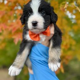 Assorted Doodle Crosses, Aussiedoodle, Australian Mountain Doodle, and Miniature Australian Shepherd Puppies from Aspen Mountain Doodles LLC