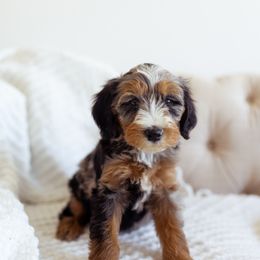 Dash - Blue merle male Bernedoodle puppy in Ardmore, Oklahoma from Mop Top Doodle Co.